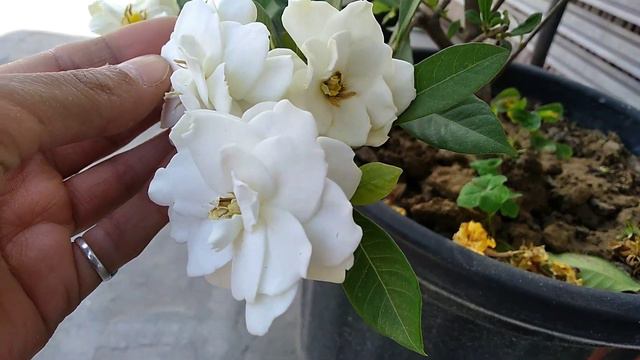 Gardenia Bud Drop Solution.gardenia Plant Care.how To Grow Gardenia From Cutting.