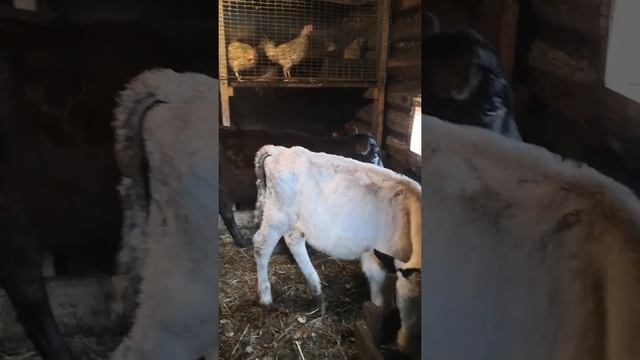 Понос у телят.