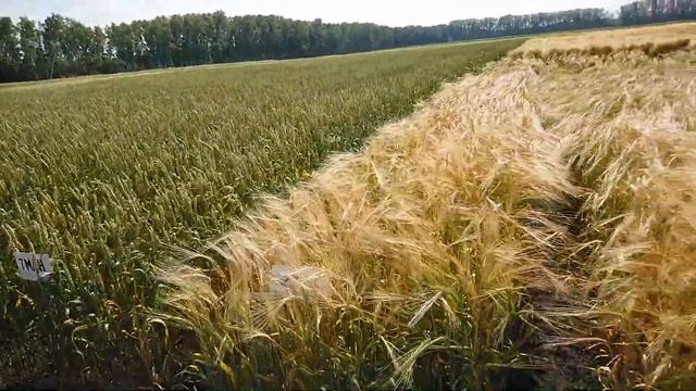 Нормы высева яровой пшеницы и ячменя от 2 до 7 млн штук на гектар смотреть онлайн