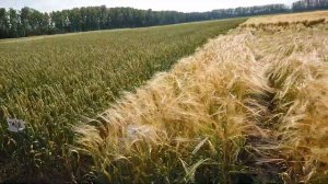 Нормы высева яровой пшеницы и ячменя от 2 до 7 млн штук на гектар