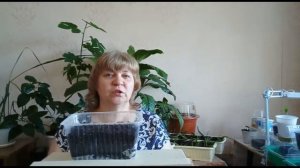 посев семян фенхеля на рассаду/как посадить фенхель