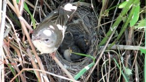 Как птицы кормят птенцов? Славка серая