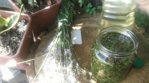 Лавандовое масло - приготовление в домашних условиях. Рецепт также записан в описании к видео.