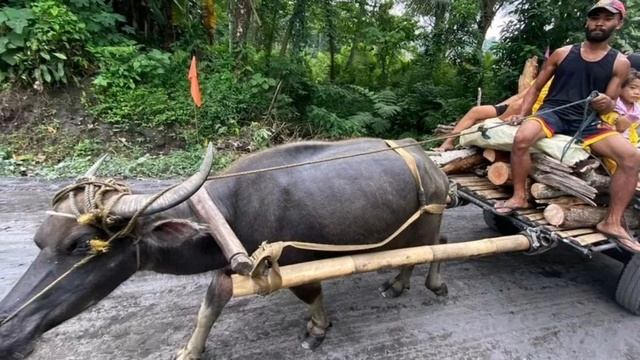 18+ На Филиппинах эвакуировали 13 тысяч человек из-за извержения вулкана Майон смотреть онлайн