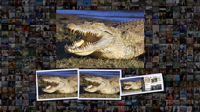 Австралийские крокодилы переплыли море и съели десятки иностранцев Звери Из жизни смотреть онлайн