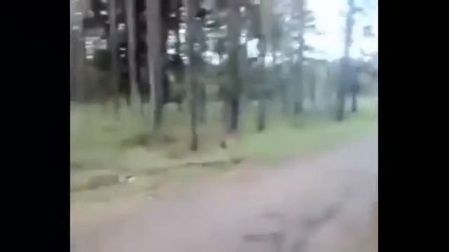 Прикол Пикольное Видео 2015 Лучшие Подборки Видео С Людьми И Животными смотреть онлайн