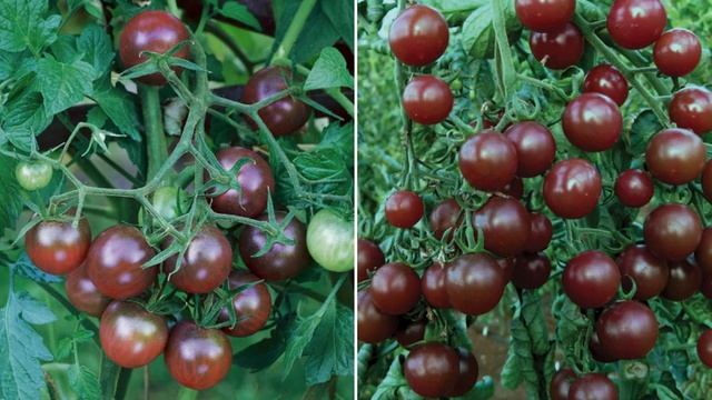 Лучшие сорта помидор Черри. Урожайные сорта помидор. смотреть онлайн