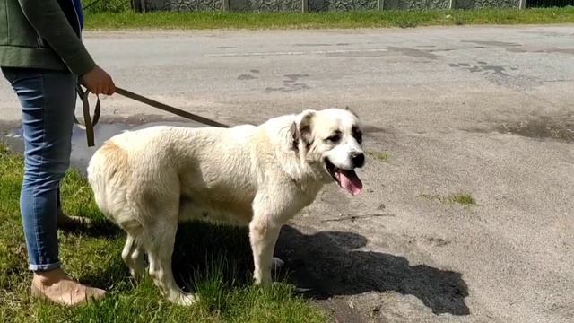 Аладжа дочь двукратного Чемпиона /  Алабай - лучший друг человека