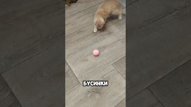 игрушка для котенка