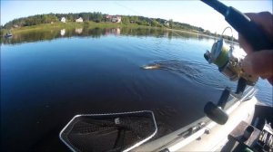 Весенний твич на Орбит 110,  учусь ловить на воблеры !!!!   р Великая 2018г