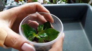 Пересадка укоренённых черенков Дипладении (продолжаем эксперимент.)