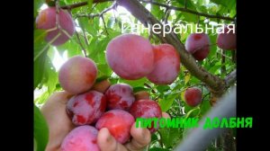 Слива будет без поросли, если... Подробности на сайте https://www.pitomnikdolbnya.ru