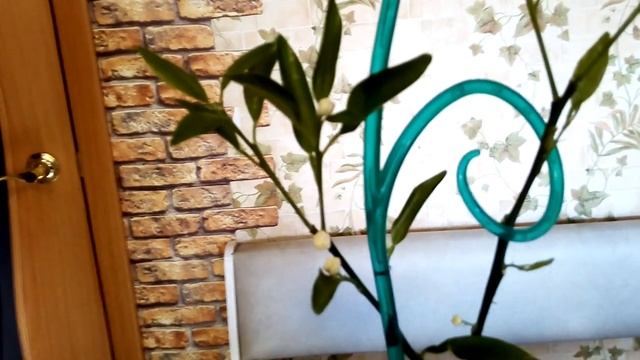 Лимон Пандероза, Кумкват, лимон Мейра #лимонпандероза #лимонмейра #кумкват #комнатные_растения смотреть онлайн