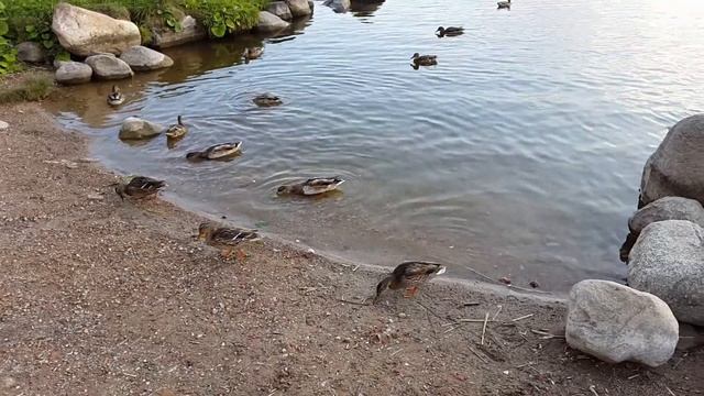 Кирилло-Белозерский монастырь. Утки и голуби. смотреть онлайн
