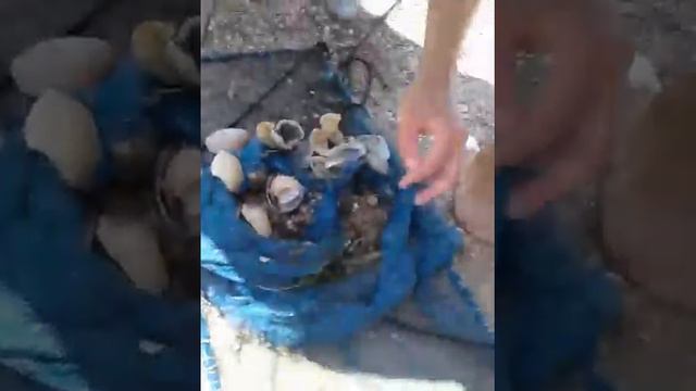Креветки как ловить смотреть онлайн