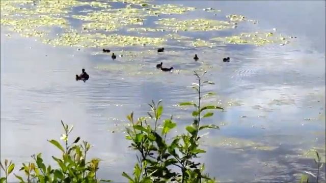 Яузские болота Дамба 4 июня 2023 г смотреть онлайн