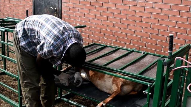 қой шаруашылығы Ешкі шаруашылығы Қазақстан SheepMaster.Ru смотреть онлайн