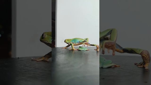 Какие экзотические животные лучше всего получаются на фото? #frog #amphibia #лягушка #амфибия смотреть онлайн