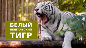 Белый бенгальский тигр