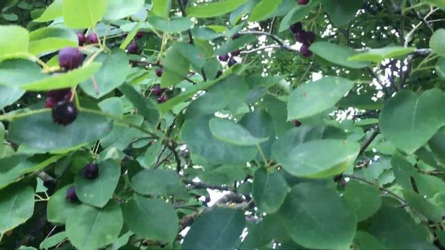? L' AMELANCHIER ?, Arbuste Fruitier INCONTOURNABLE pour une HAIE FRUITIERE COMESTIBLE ! смотреть онлайн
