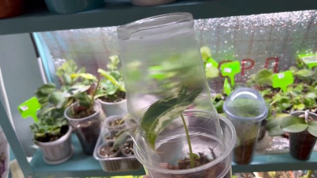 Какие люди стали агрессивными и невоспитанными!!!!!Новые Алоказии в моей коллекции смотреть онлайн