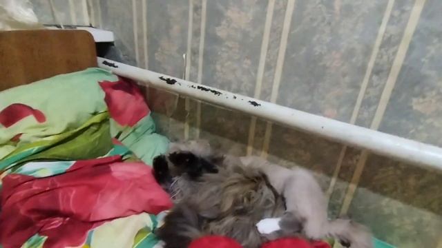 МЕЙН-КУН КОШКА И ШОТЛАНДСКИЙ СИАМСКИЙ ВИСЛОУХИЙ КОТ смотреть онлайн