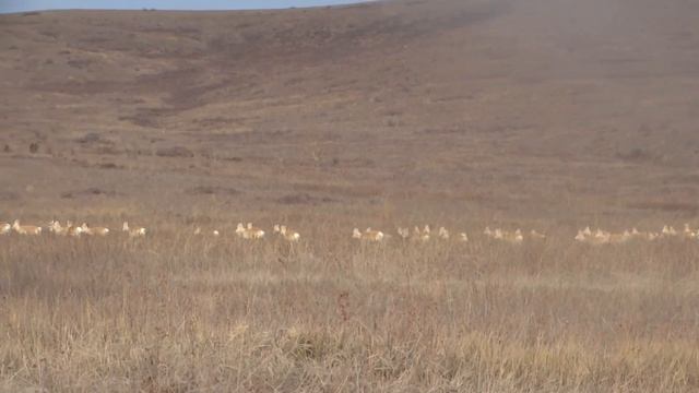 Дзерены . Охранная зона Сохондинского заповедника смотреть онлайн