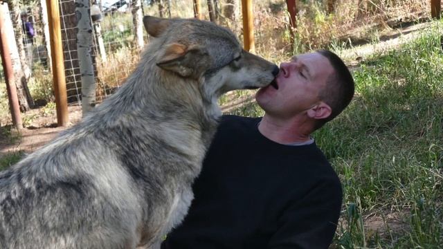 Domestication of the Canis lupus Cynologist Bart de Gols смотреть онлайн