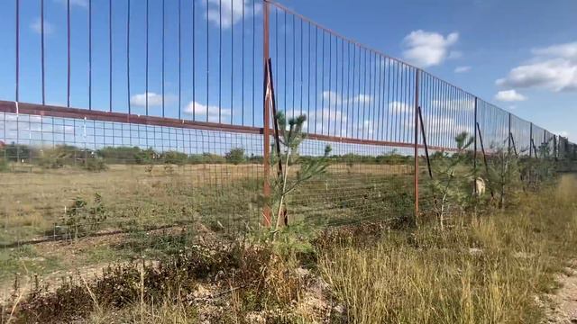 Львица Афина привела молодой прайд на территорию Марселя ! смотреть онлайн