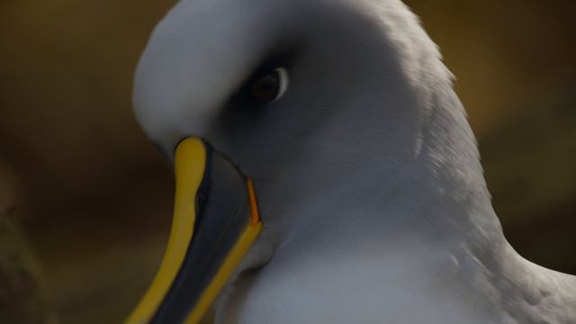 Планета Земля 2 1 серия «Острова» (документальный сериал, 2016) смотреть онлайн