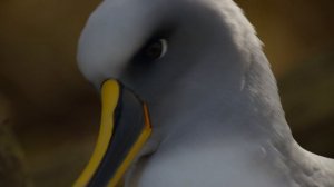 Планета Земля 2 1 серия «Острова» (документальный сериал, 2016)