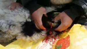 Подчелюстная опухоль у ягнёнка