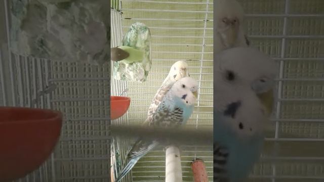 _☆Волнистые попугаи_Что нужно для попугая?_ Как отлечить мальчика от девочки?☆_ 1 часть смотреть онлайн