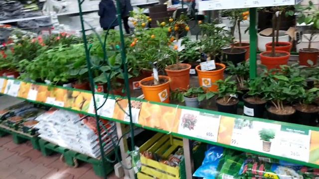 БАУЦЕНТР??САДОВЫЙ ОТДЕЛ?☘(бегонии,гортензии,фуксии,розы,виолы...)Ушла с цветком? смотреть онлайн