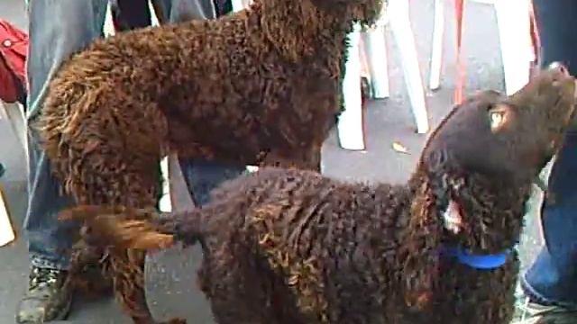 Murray River Curly Coated Retrievers смотреть онлайн