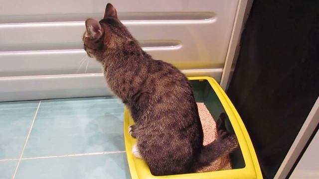 Наполнитель для кошачьего туалета ЗООНИК | Тест и мнение эксперта Кузи | Кот на горшке смотреть онлайн