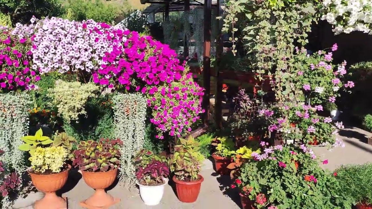 Дихондра серебристая. Как быстро нарастить шикарные ампельные плети. Солнце или тень? Чем удобряю. смотреть онлайн