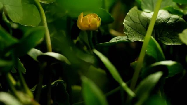 как распускаются цветы смотреть онлайн