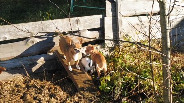 #VLOG ЛУНА И СОЛНЦЕ - ГУЛЯЕМ С ЧИХУА#ПРОДАЮ 10 ЩЕНКОВ ЧИХУА#ПИТОМНИКМАРИМИСТИК#куплючихуапродающенк смотреть онлайн