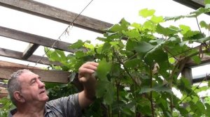 ? Летняя чеканка (укорачивание) побегов винограда