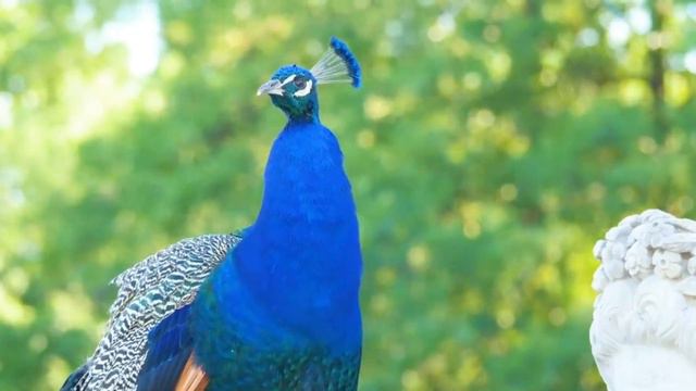 Звуки животных : коза,кошка,лошадь,слон ,курица смотреть онлайн