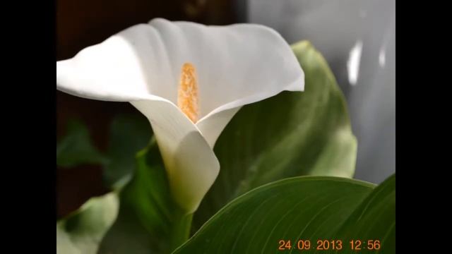 Т Доронина Бумажный кораблик