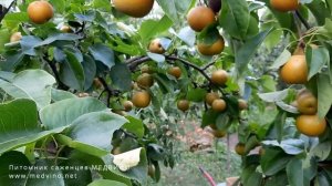 Груша Косуи