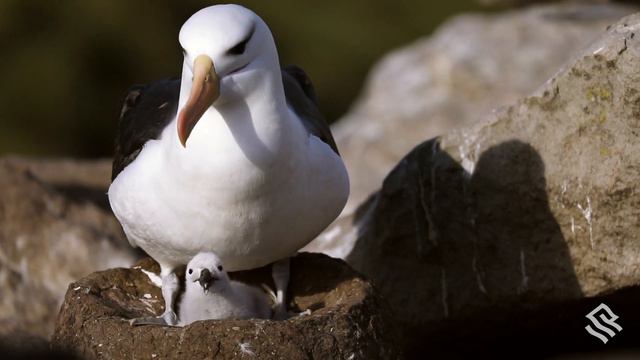 The Black-browed Albatross смотреть онлайн