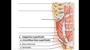 Топография.  Переднебоковая стенка живота.(ПБСЖ).