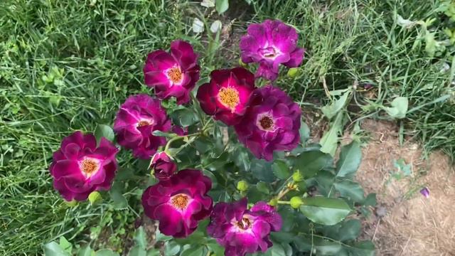 Route 66 Is A Fragrant Shrub Deep Purple Velvety Rose Growing Second Season In My Garden