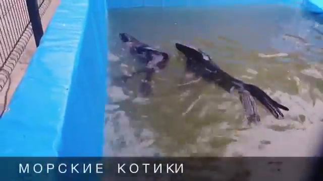 Путешествие в зоопарк🐫 смотреть онлайн