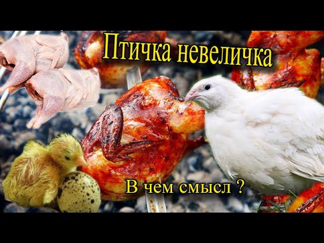 Перепел техасский белый бройлер Что за птичка невеличка Немного о мясной породе смотреть онлайн