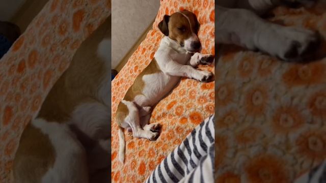 Спокойной Ночи ? Сладких Снов и Пушистых Одеял ? смотреть онлайн