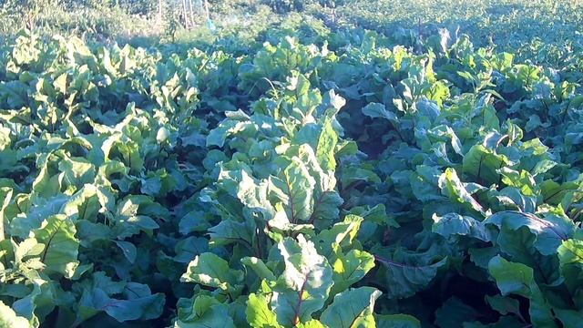 тонкости выращивания свеклы смотреть онлайн